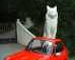 DinkyCatssm